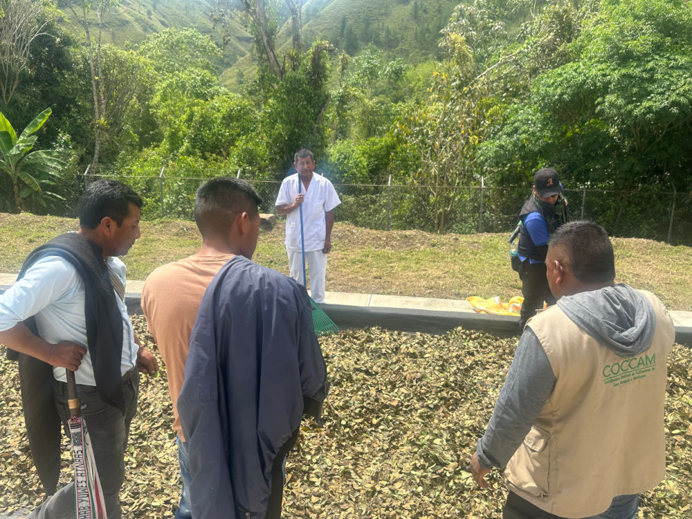 Comunidades cocaleras se unen para explorar iniciativas de industrialización de la coca